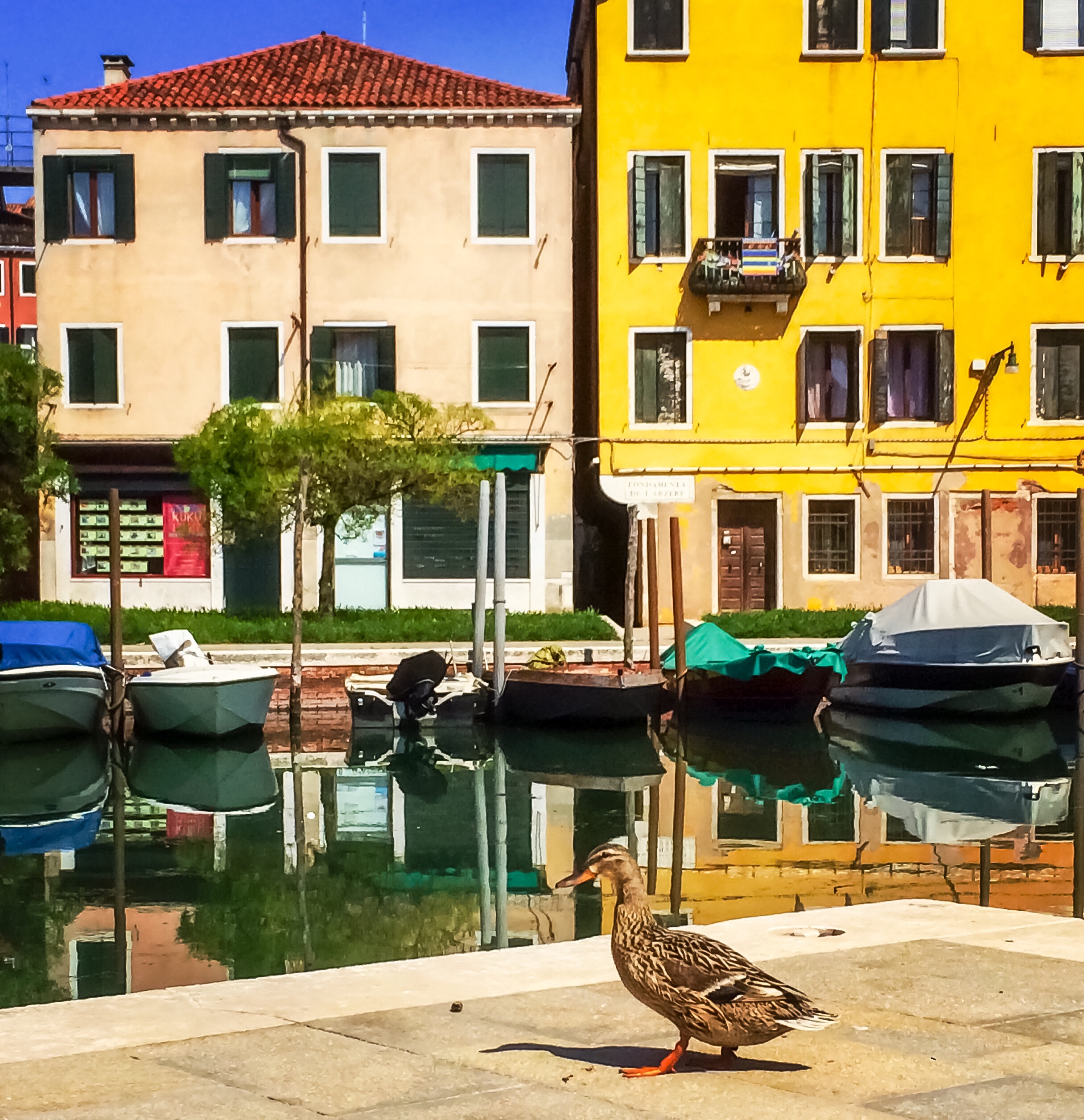 Goose in Venice